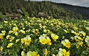 Spettacolo di fiori ai prati della Pigolotta di Valtorta il 9 maggio 2020  - FOTOGALLERY